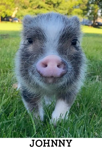 The Cutest Pet in Portland Is... Johnny the Pig!